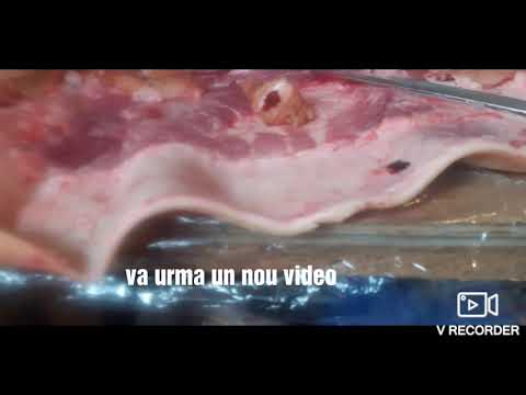 Video: Cum Se Coace Un Porc Care Alăptează