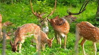 4K  Animal Live | Chitwan Live Safari Jungle  | Relaxing Nature Forest Sounds
