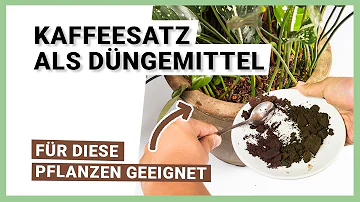 Welche Zimmerpflanzen kann man mit Kaffeesatz Düngen?