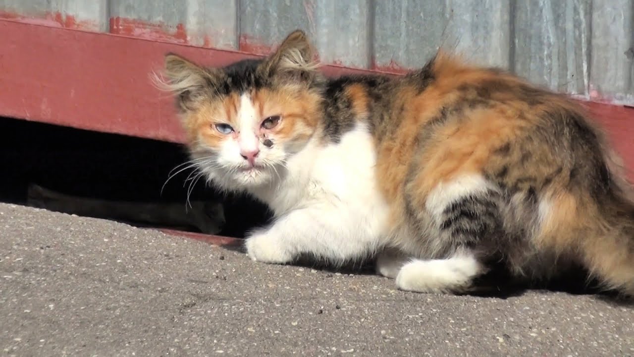 Feral Kitten survives on the street with a broken leg 