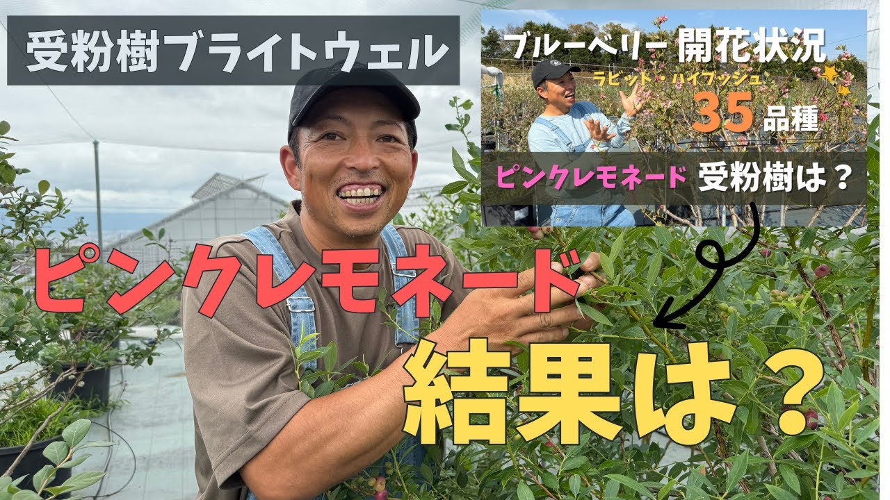 Experimental Results] What is the fruit set rate of Blueberry Pink