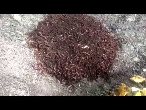 How To Introduce Earthworms Into A Garden After Shipping