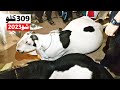 World record 2023 bakra show  309kg ka bakra by haseeb chishti