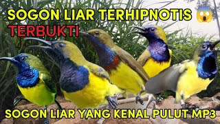 Download lagu pikat sogon liar paling ampuh yang susah turun, sogon liar yang kenal pulut mp3 #pulutburung 