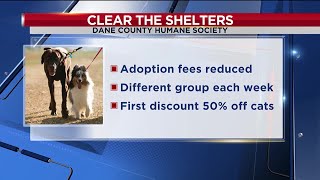 Dane Co. Humane Society reducing adoption fees as part of national campaign