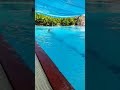 25m Butterfly