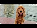 Самая эрудированная Оренбургская собака)))