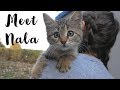 Cute Baby Kitten With Her Mom Live On The Streets