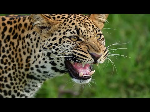 Video: Sind Panther und Leoparden gleich?