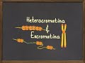 Diferencias entre Heterocromatina y Eucromatina