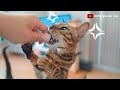 3 Simple Steps To Stop a Cat From Biting!