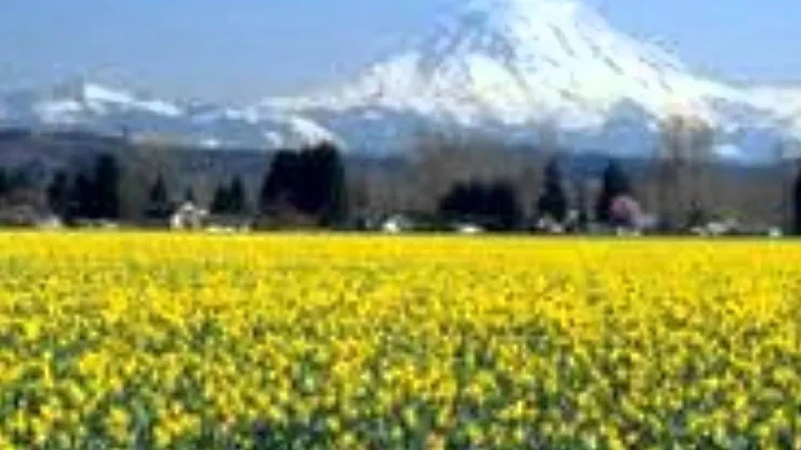 Daffodil Principle Video - Read By Debbie Hayes ak...