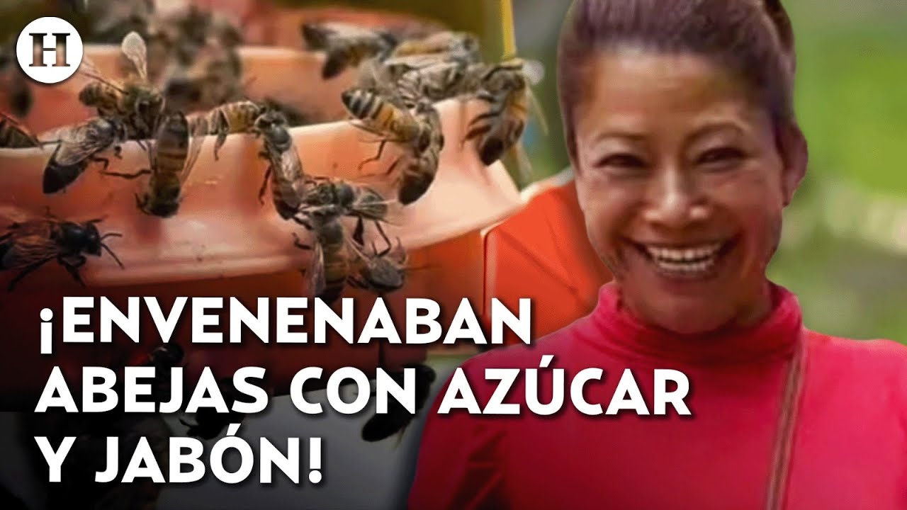 ¡La Reina de las abejas! Vendedora ambulante salva a abejas de envenenamiento masivo en La Condesa