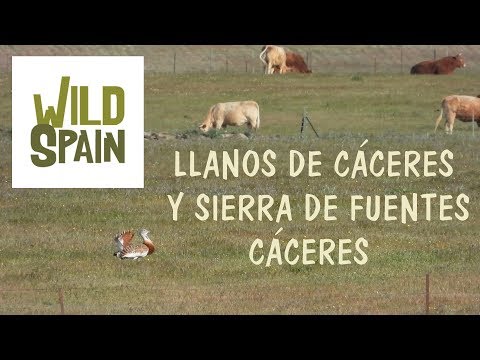 Wild Spain - Capítulo 23 - Zepa LLanos de Cáceres y Sierra de Fuentes, Cáceres.