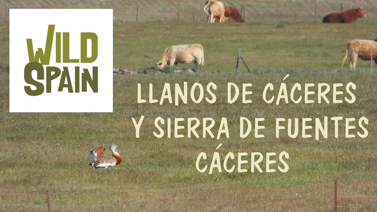 Wild Spain - Capítulo 23 - Zepa LLanos de Cáceres y Sierra de Fuentes, Cáceres.