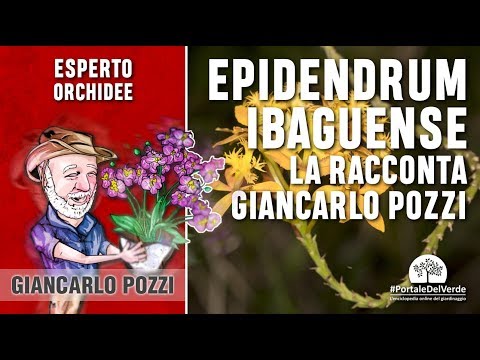 Video: Crescere le orchidee epidendrum - Come prendersi cura degli epidendri