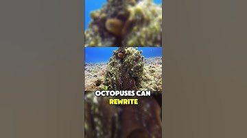 This Octopus Can Edit Its Own DNA 🐙 🧬