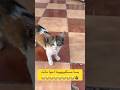 بسه صغيره Cat Cats اكسبلور قطط قطط صغيرة قطط مضحك Cutecat Cute Explore Cutedog بسس هرة بسه صغيره Cat Cats اكسبلور قطط قطط صغيرة قطط مضحك Cutecat Cute Explore Cutedog بسس هرة