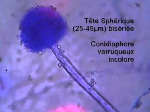 Vídeo: São penicillium e aspergillus?