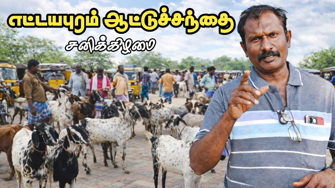 14-02-2026/ எட்டையாபுரம் சனிக்கிழமை ஆட்டுச் சந்தை தூத்துக்குடி மாவட்டம் 