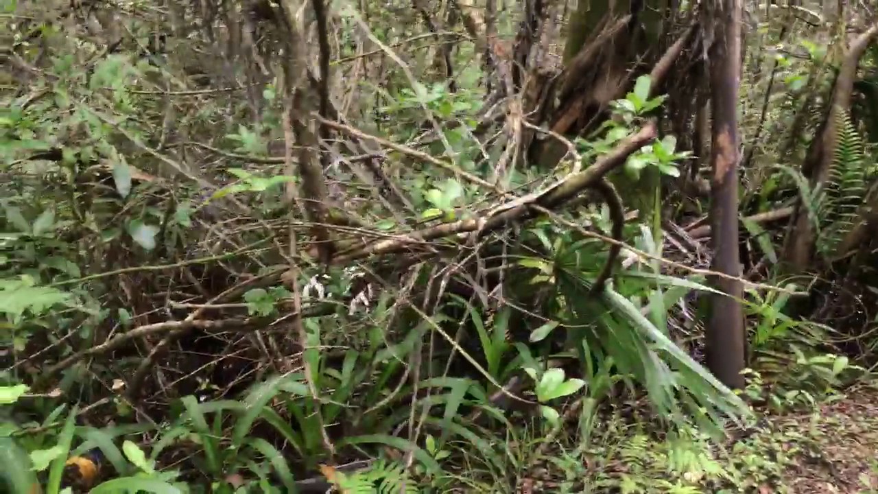 history of violence Fakahatchee Strand - East Tram Trail Tracks - Everglades
