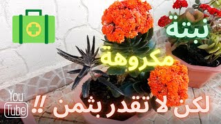 نباتات منزلية عصاريات الكلانشو او فك التمساح تجير بدون هرمون