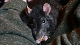 Olive having a flake P1011502.mp4