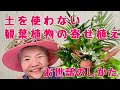 土を使わない観葉植物の寄せ植え【お世話のしかた】岐阜市Ｏ様薬局開店祝い