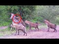 KEBRINGASAN HYENA DALAM BERBURU.! Detik-Detik Hyena Memangsa ZEBRA Malang