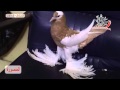 زغلولة نفيخ 26  5 - 2013. حسام ابو عمر