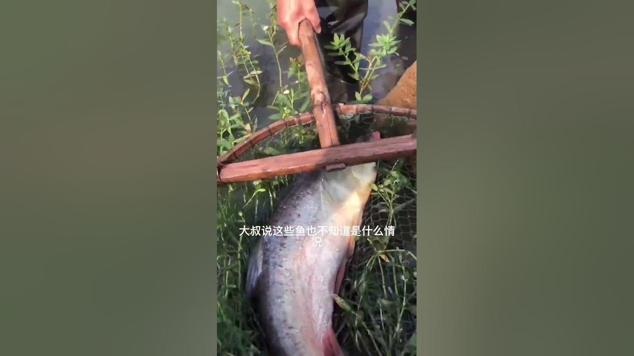 Fishing /amazing catch fish,best catching fish videos,amazing catch