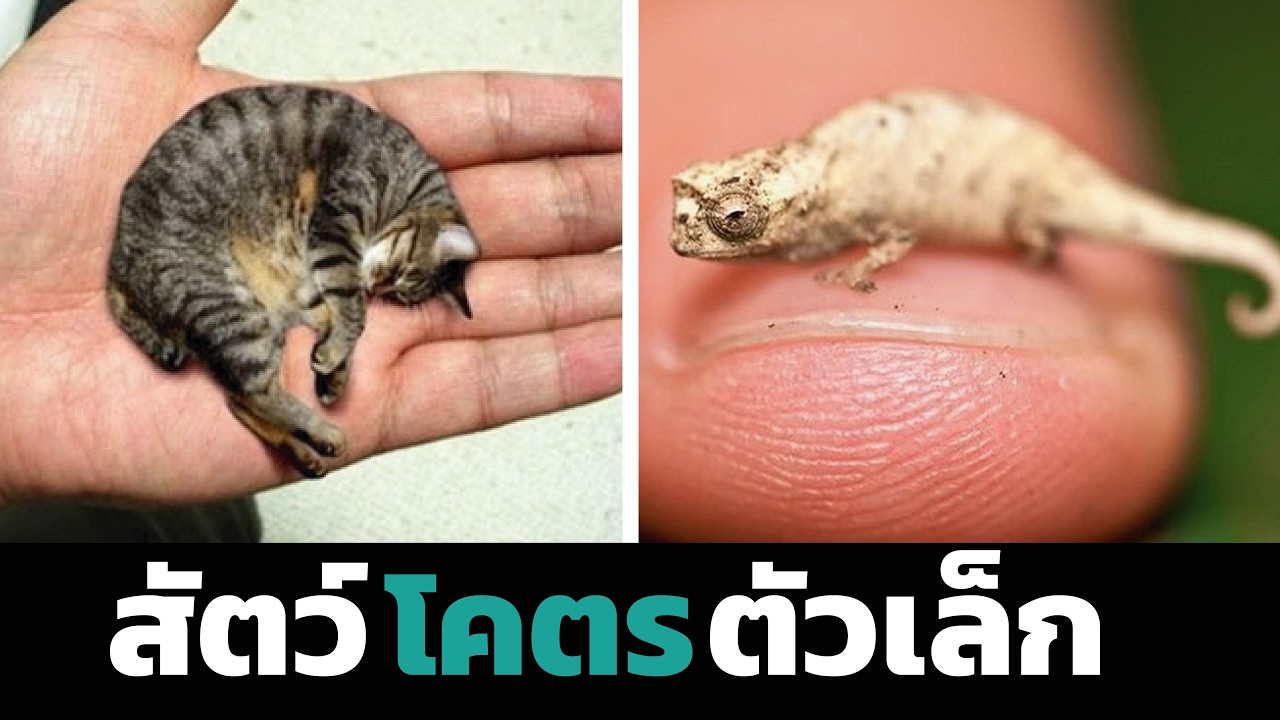 แมวตัวเล็ก  2022 Update  10 อันดับ สัตว์ตัวเล็กที่สุดในโลก!!