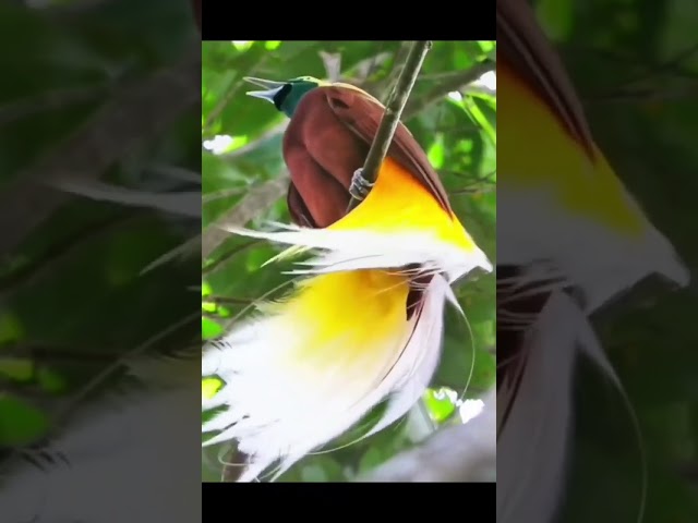 Burung cendrawasih, burung kebanggaan dari tanah papua | animals | birds | papua class=