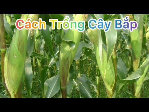 Video: Những điều Quan Trọng Trong Vườn Và Vườn Rau Vào Mùa Thu