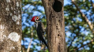 Lineated Woodpecker drumming. screenshot 2