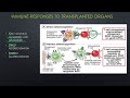 Transplant immunology