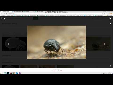 Ecotaxonomy database: tutorial - taxon system