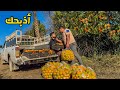 اشتغلت عامل برتقال وضربني صاحب المزرعة