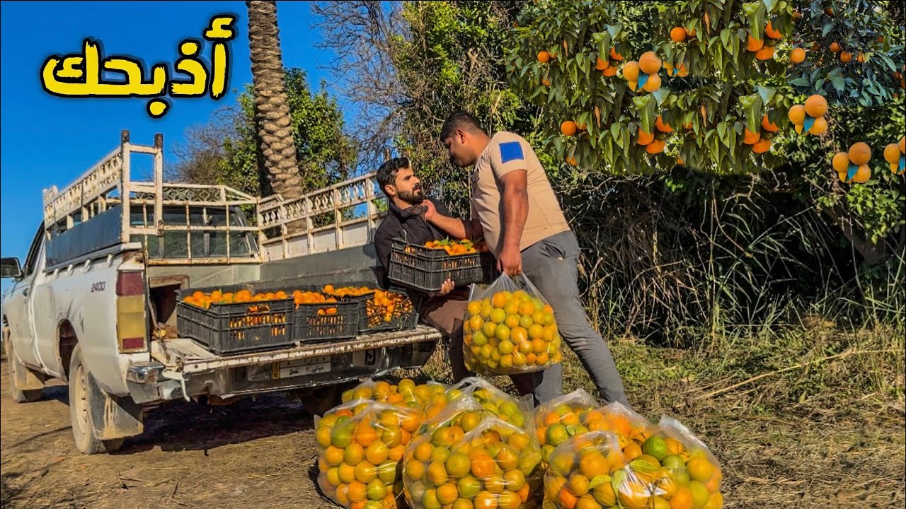 اشتغلت عامل برتقال 🍊 وضربني صاحب المزرعة