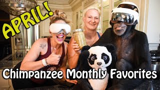 Chimpanzee Monthly Favorites of April! | Myrtle Beach Safari