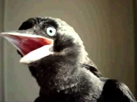 Burung Jackdaw Lucu Banget Bikin Ketawa Youtube