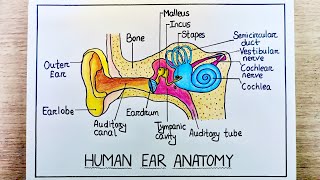 Human Ear Anatomy Step By Step Ear Diagram Drawing Colour Easy Ear Drawing Ear Diagram Easy