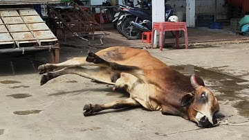 Bò khủng xuống xe trọt chân té nổi điên bỏ chạy luôn 