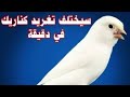 كناري لا يغرد نقدم لك الحل السريع لتفادي هاذ المشكل عند الكناري كناري لا يغرد نقدم لك الحل السريع لتفادي هاذ المشكل عند الكناري