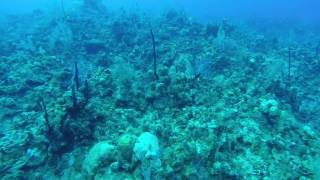 Nurse shark eats a lion fish