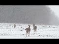 Sika deer and snowfall / Пятнистые олени и снегопад