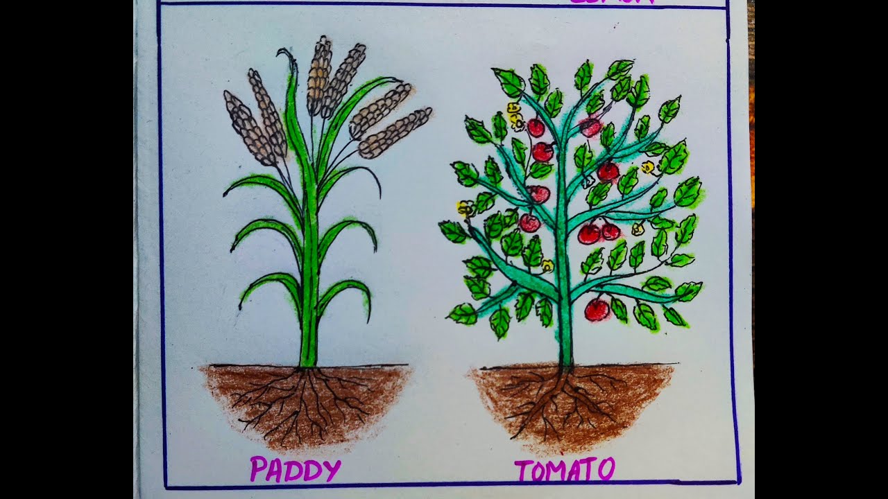 How to draw Herbs easy/Herbs drawing easy/Class 2, 3 EVS/Paddy and