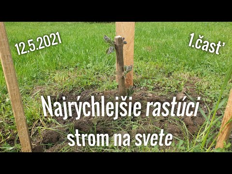 Video: Rastie smútočná vŕba rýchlo?