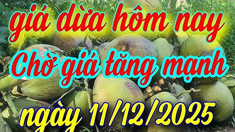 giá dừa hôm nay ngày 11/12/2025