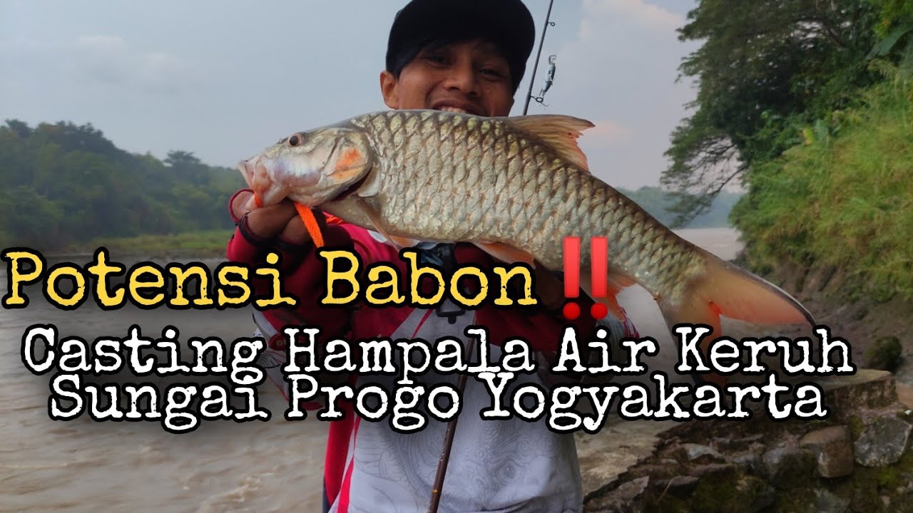 Lempar Sambar ‼️ Casting Hampala saat Sungai progo keruh || Haup-Haup Plung Nyutt‼️